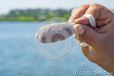 Man is setting up a pva bag full of food for carp. stick mix with sauce. Carp fishing rigs Stock Photo