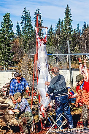 Man skinning a reindeer at slaughter Editorial Stock Photo