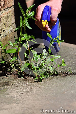 Man spraying weed killer onto a weed Stock Photo