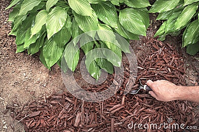 Man applying brown mulch, bark, with hand trowel around green healthy hosta plants in residential garden Stock Photo