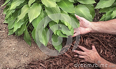 Man spreading brown mulch, bark, around green healthy hosta plants in residential garden Stock Photo