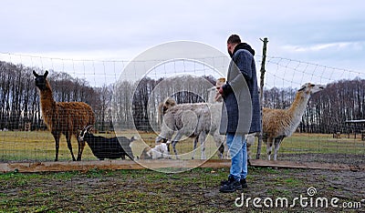 A man stands on a farm surrounded by animals. Evening weather Stock Photo