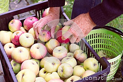 Man stores the harvested apples from basket to the fruit crate Stock Photo