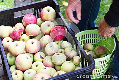 Man stores the harvested apples from basket to the fruit crate Stock Photo