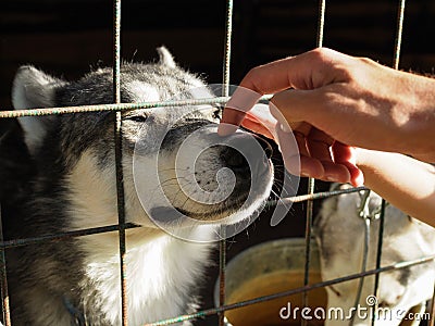 Man stroking nose of husky through the fence of the enclosure. The dog smiles of pleasure Stock Photo