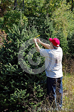 Man Tagging Christmas Trees Editorial Stock Photo