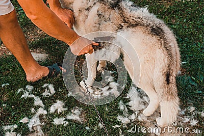 The man takes care of the dog, combs and takes away the old fur. The groomer removes old wool from a Siberian husky in the yard Stock Photo