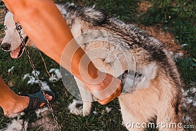 The man takes care of the dog, combs and takes away the old fur. The groomer removes old wool from a Siberian husky in the yard Stock Photo