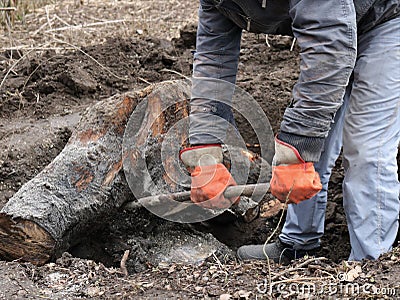 Uprooting a stump with roots with a crowbar Stock Photo