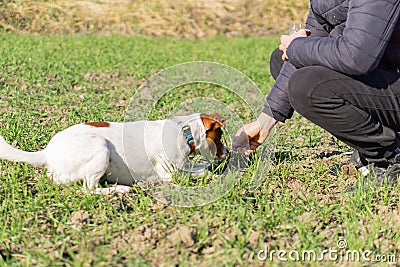 A man teaches his Jack Russell terrier the & x22;down& x22; command. Stock Photo