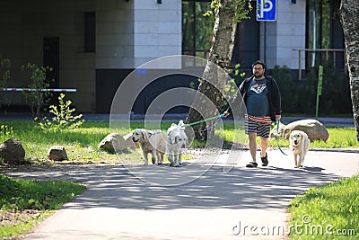 A man with three dogs Editorial Stock Photo