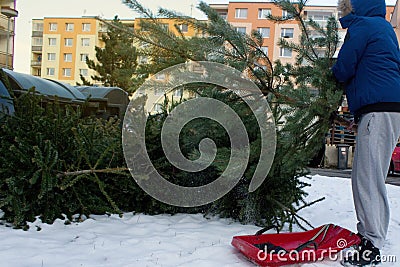 A man throws an old Christmas tree, which he brought on a plastic sleigh to waste containers. Stock Photo