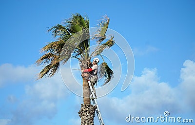 Man at top of ladder trimming Palm tree against Blue sky. Editorial Stock Photo