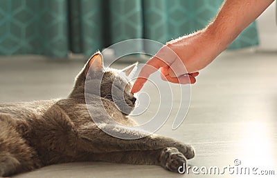 Man touching fluffy domestic cat.Male hand playing with cute lazy gray cat.Russian blue cat lying on the floor. Pet care, friend Stock Photo