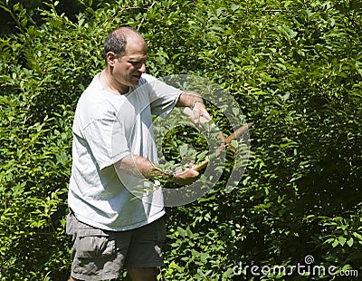 Man trimming bush with shears at suburban house Stock Photo