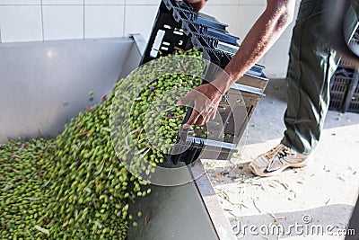A man turning over a box full of ripe olives at oil factory Stock Photo