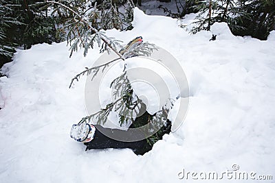Man under snow in the wood. Snowboarder in the trap Stock Photo