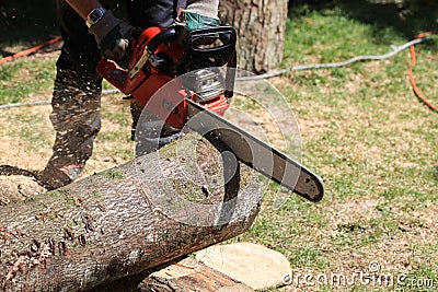 Man using a chainsaw to cut a tree trunk Stock Photo