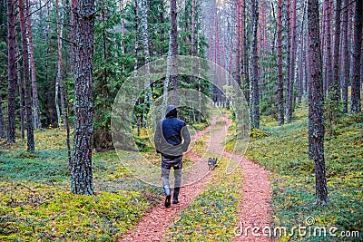 Man walk down the path of pine trees Stock Photo