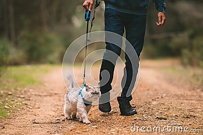 Man walking the cat on pet harness and leash. People and pets. Pets and human friendship Stock Photo