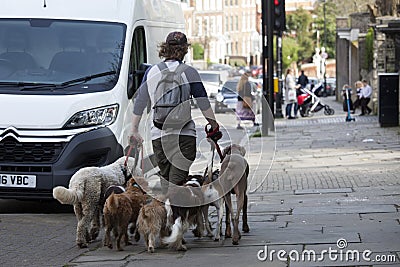 Man walking dogs on leashes Editorial Stock Photo