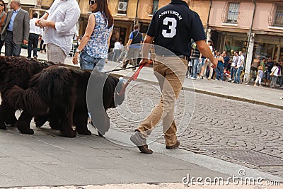 A man is walking his dogs Editorial Stock Photo