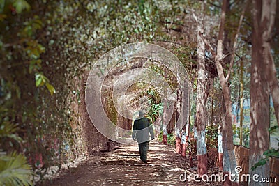 Man walking through path covered by trees Editorial Stock Photo