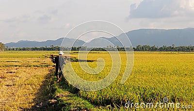 A man walking on the rice field in Hoian, Vietnam Editorial Stock Photo