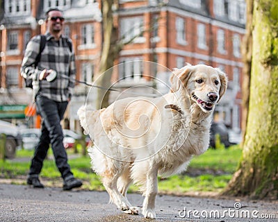 A man walking a three legged dog in the park at a dog show Editorial Stock Photo