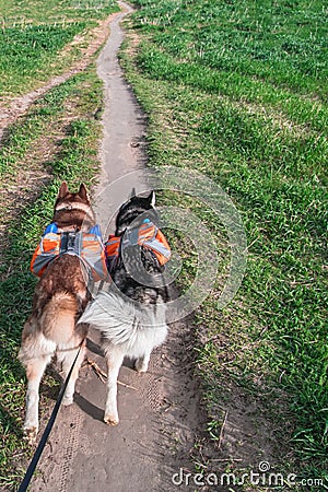 Man walking two husky dogs in park, rear view. Siberian husky with orange backpacks running on the summer forest dirt path. Stock Photo