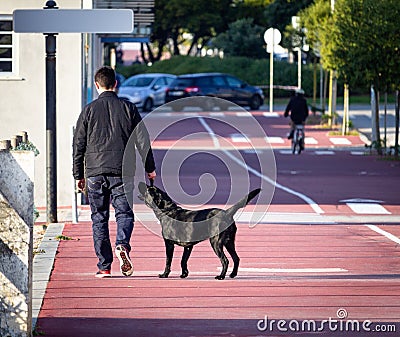 Man Walks Black Labrador Editorial Stock Photo
