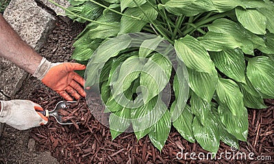 Man applying brown mulch, bark, with hand trowel around green healthy hosta plants in residential garden Stock Photo