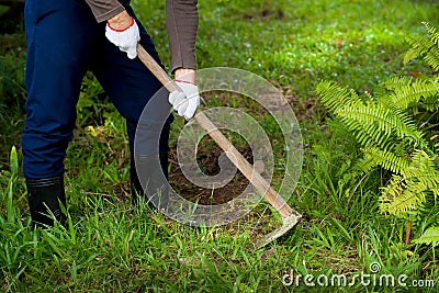 Man weeding his garden with hoe. Stock Photo