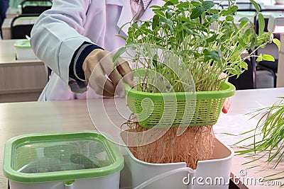 A man in a white coat lifts a container of young sprouts and lentil roots out of the water. Hydroponics. The method of growing Stock Photo