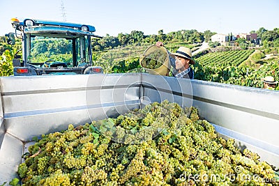 Man winemaker in hat loading harvest of grapes to agrimotor Stock Photo