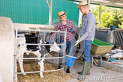 Man and woman farm worker feeding calves Stock Photo