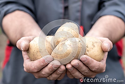 A man in work clothes holding potatoes on his outstretched hands Stock Photo