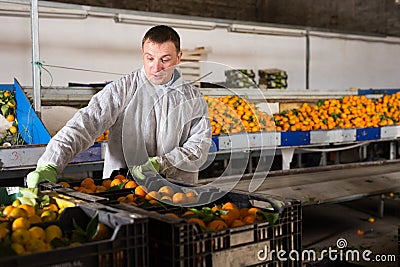 Man working on tangerines sorting line Stock Photo