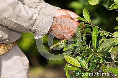 Man working in a yerba mate plantation Stock Photo