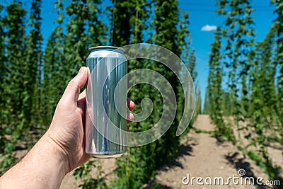 A man& x27;s hand holds a clean aluminum beer can without a logo on the background of a field of hops Stock Photo