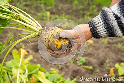 in a man& x27;s hand sugar beet with tops. harvesting in autumn Stock Photo
