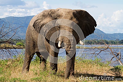 Mana pools elephant Stock Photo