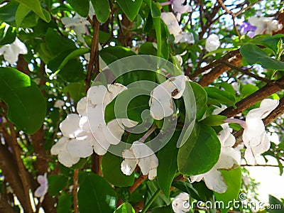 Manaca branches Stock Photo