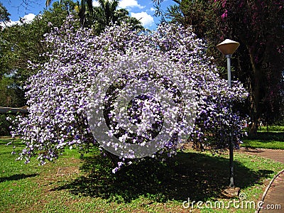 Manaca tree Stock Photo