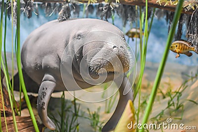 Manatee, Aquatic Sea Cow Exhibit Editorial Stock Photo