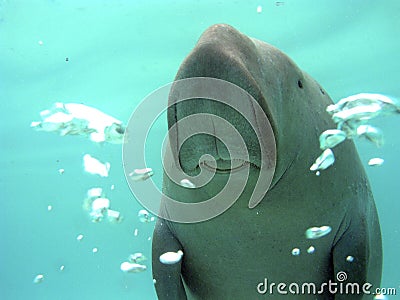 Manatee curious with the diver Stock Photo
