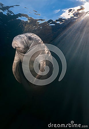 Manatee illuminated by underwater sunbeams Stock Photo