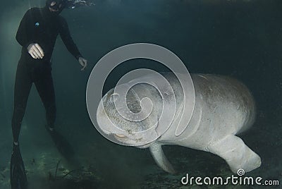 Manatee and Diver Stock Photo