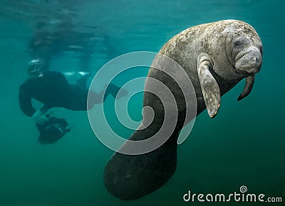 Manatee and Diver Stock Photo