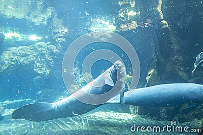 manatee in large Amazonian aquarium Stock Photo